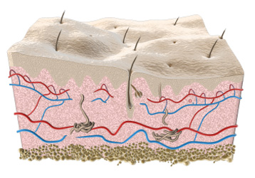 Skin Diagram